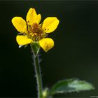 Echte Nelkenwurz (Geum urbanum) 5393