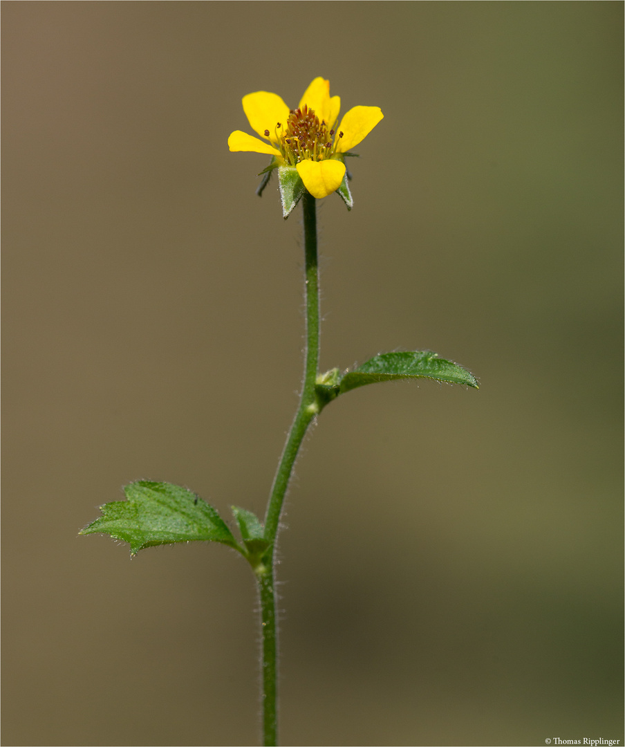 Echte Nelkenwurz (Geum urbanum) 5399