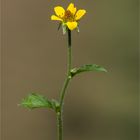 Echte Nelkenwurz (Geum urbanum) 5399