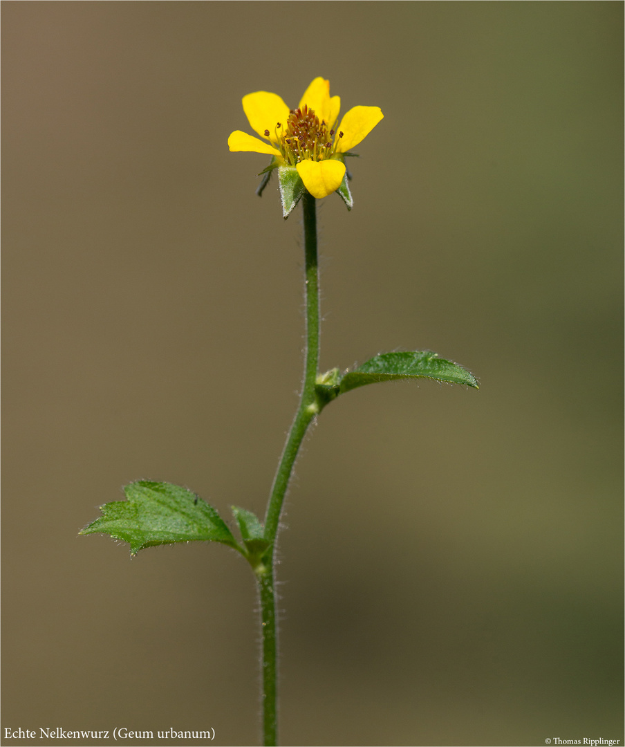 Echte Nelkenwurz (Geum urbanum) 5399 info