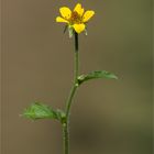 Echte Nelkenwurz (Geum urbanum) 5399 info