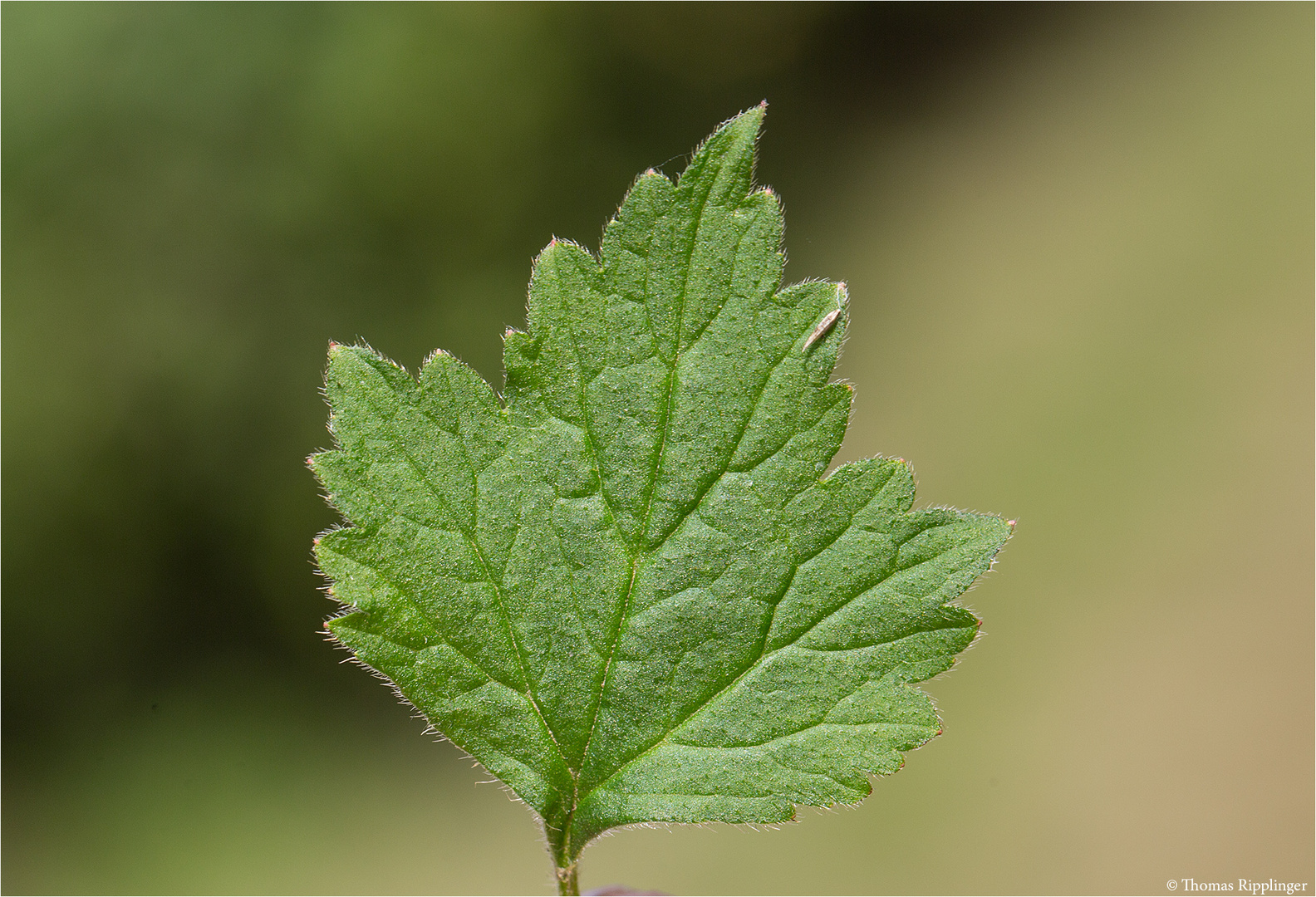 Echte Nelkenwurz (Geum urbanum) 5410