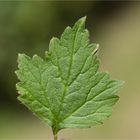 Echte Nelkenwurz (Geum urbanum) 5410