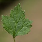 Echte Nelkenwurz (Geum urbanum) 5413