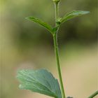 Echte Nelkenwurz (Geum urbanum) 5417