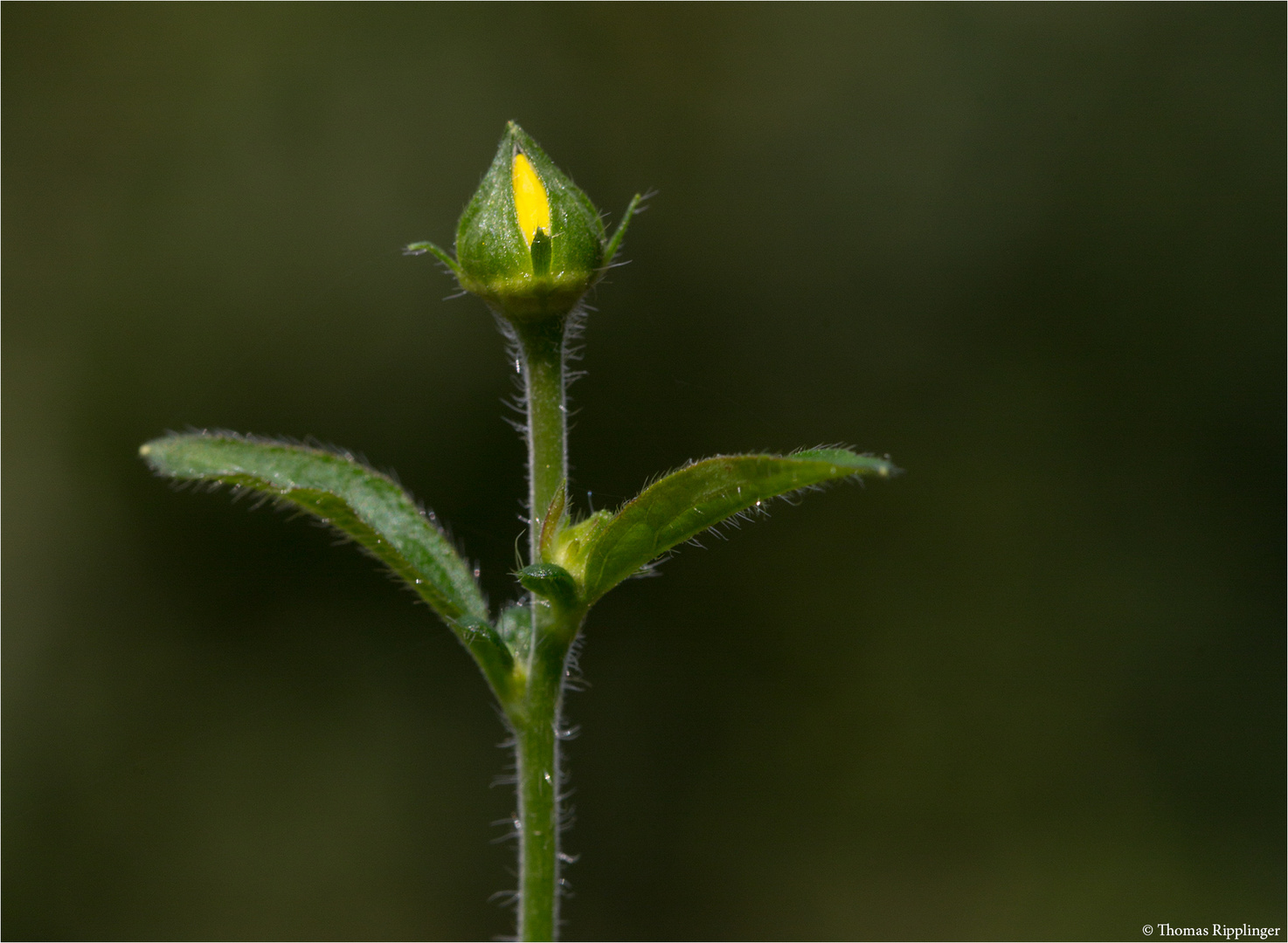 Echte Nelkenwurz (Geum urbanum) 5426