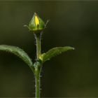 Echte Nelkenwurz (Geum urbanum) 5426