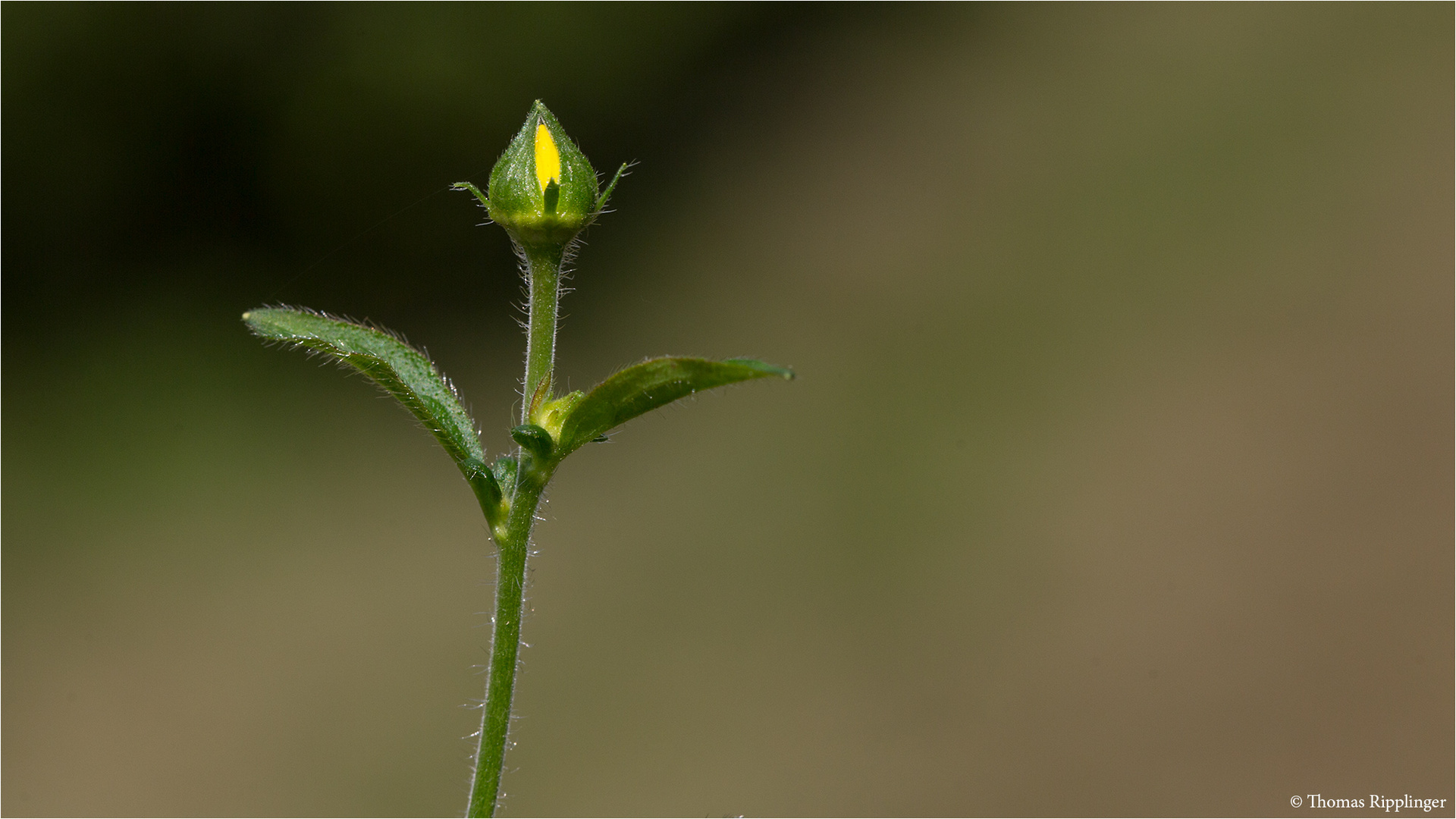 Echte Nelkenwurz (Geum urbanum) 5428