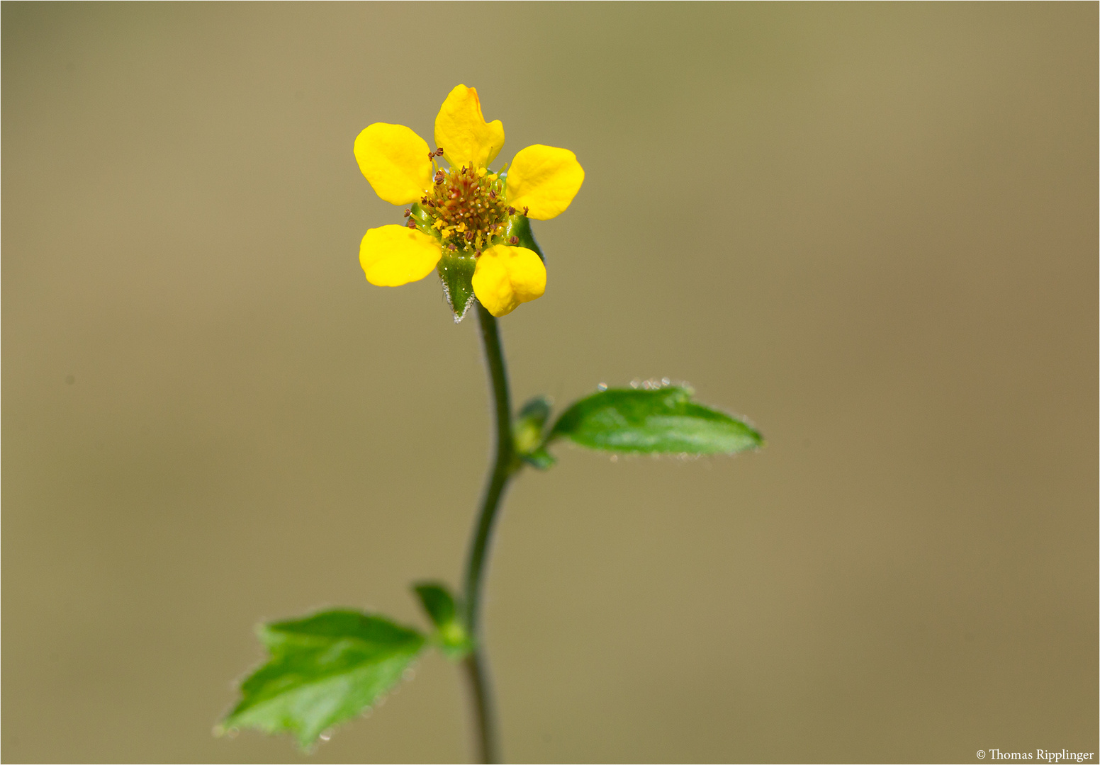 Echte Nelkenwurz (Geum urbanum)