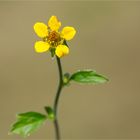 Echte Nelkenwurz (Geum urbanum)