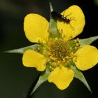 Echte Nelkenwurz mit Käfer