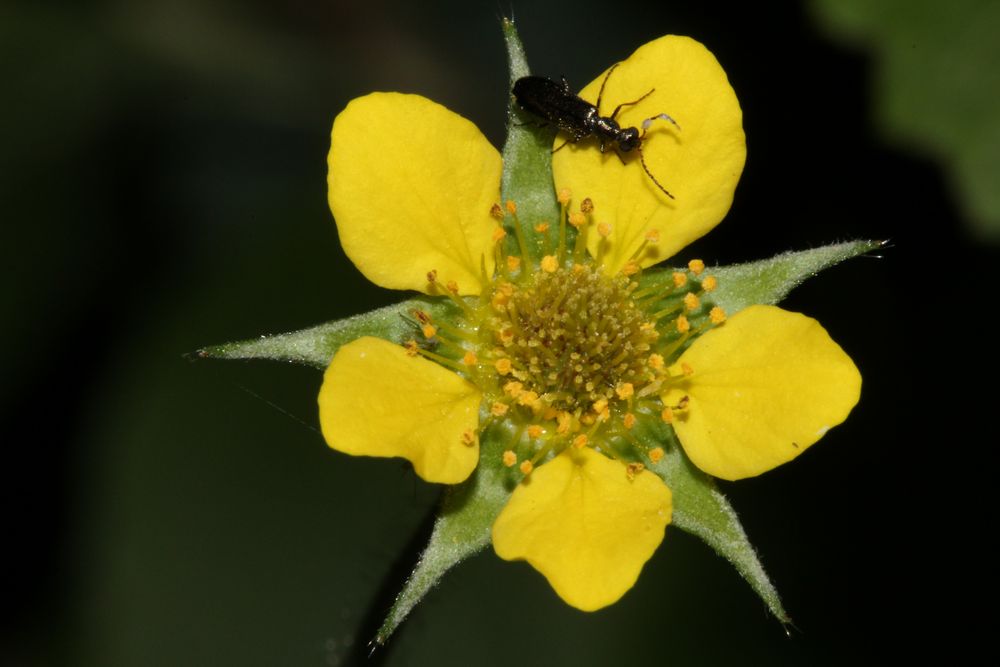 Echte Nelkenwurz mit Käfer