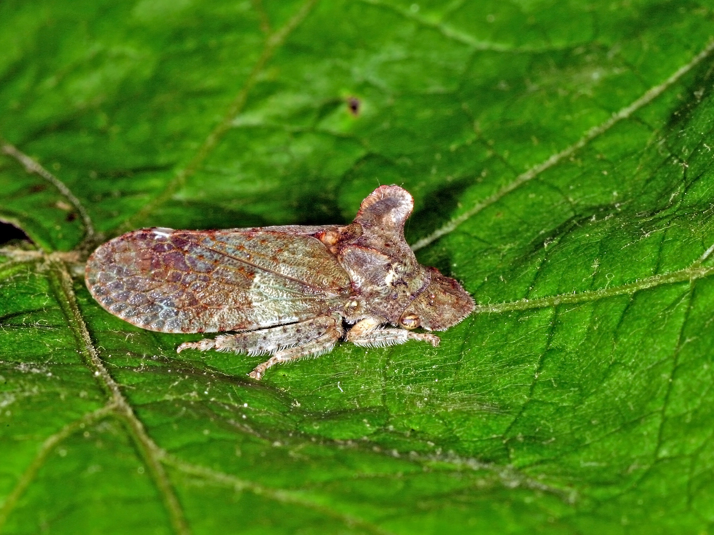 Echte Ohrzikade (Ledra aurita)....