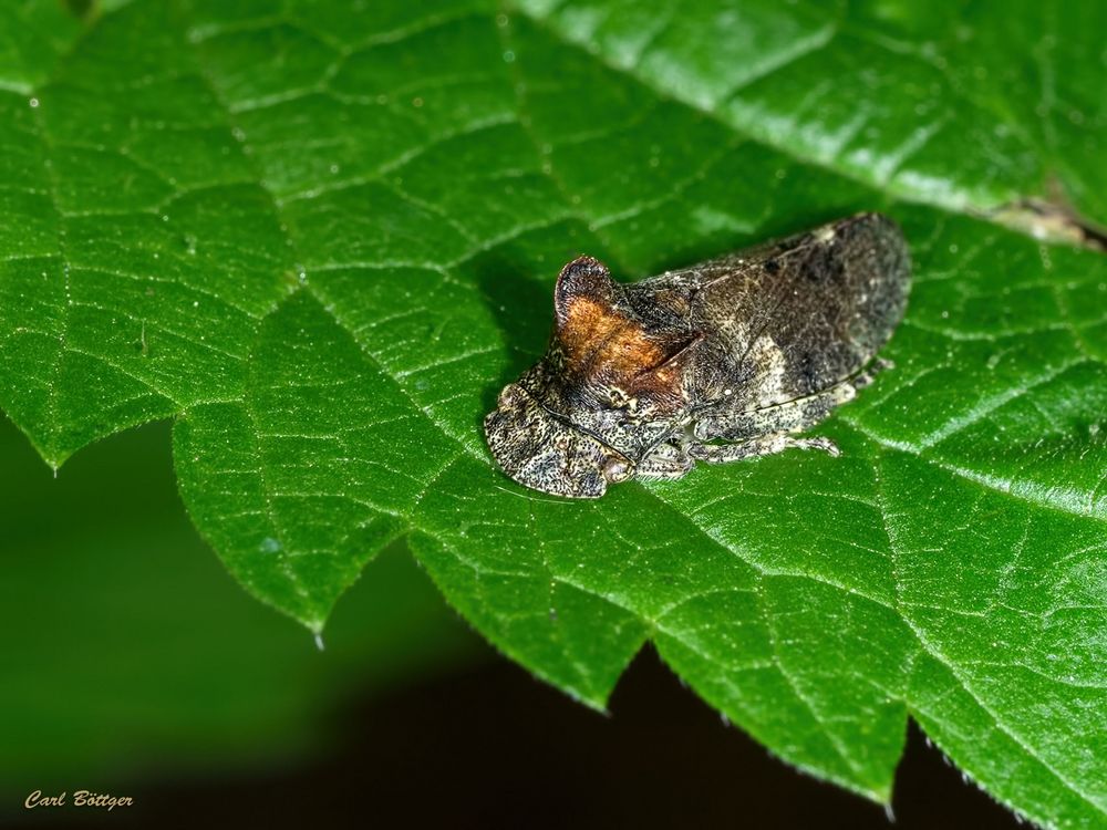 Echte Ohrzikade (Ledra aurita)