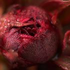 Echte Pfingstrose (Paeonia officinalis L.)