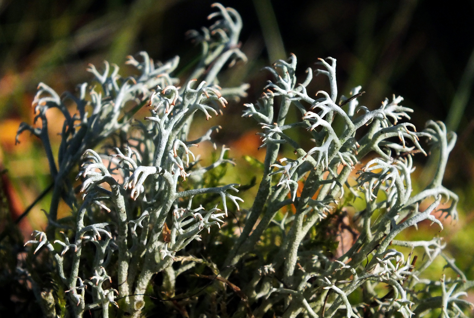 Echte Rentierflechte (Cladonia rangiferina)