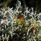 Echte Rentierflechte (Cladonia rangiferina)