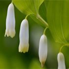 Echte Salomonssiegel (Polygonatum odoratum).