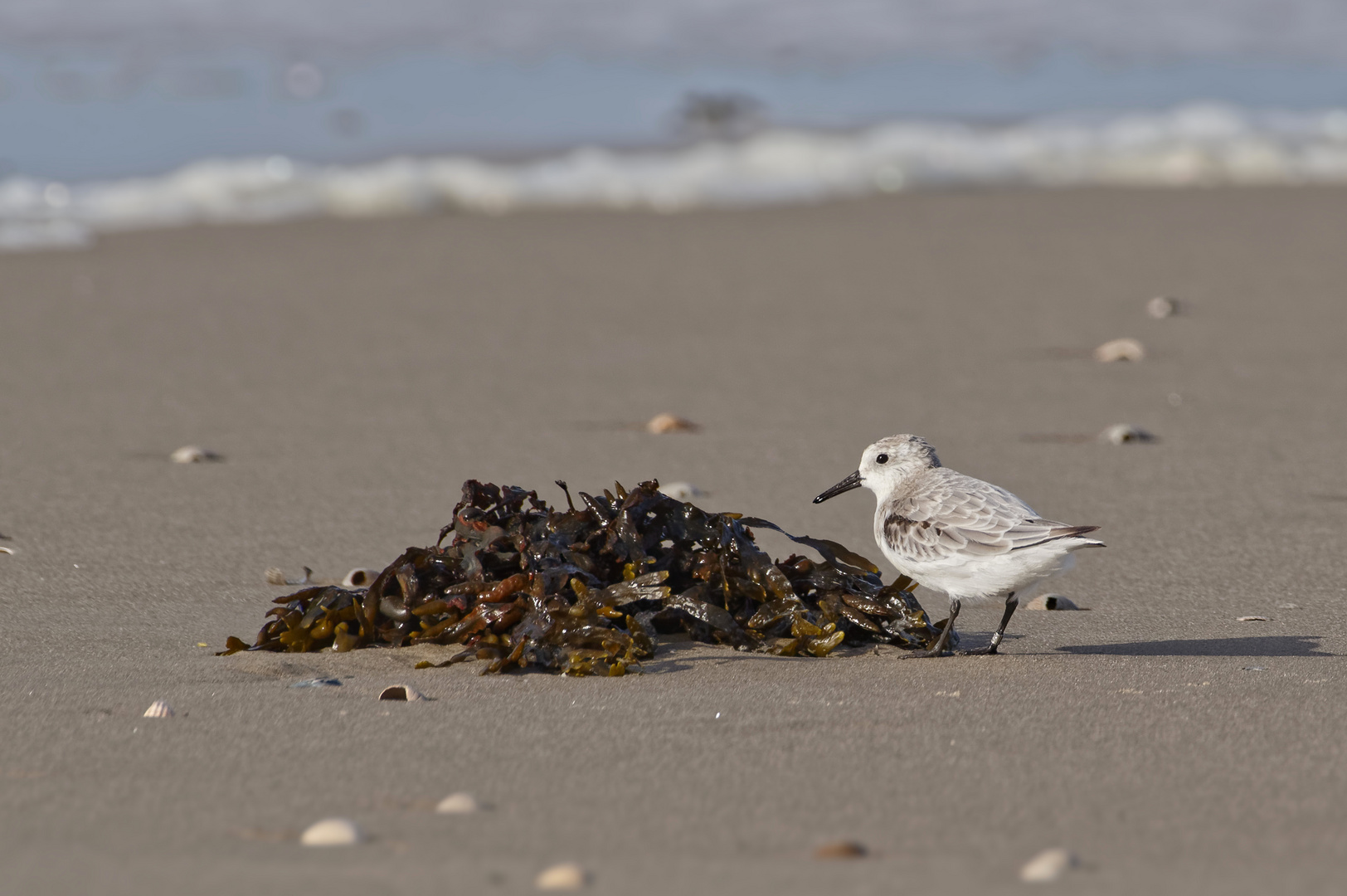 Echte Sanderling-Spagetti 