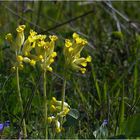 Echte Schlüsselblume