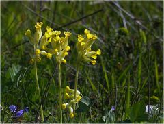 Echte Schlüsselblume