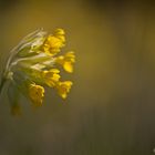 Echte Schlüsselblume 1/10