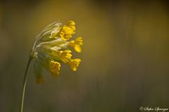 Echte Schlüsselblume 1/10