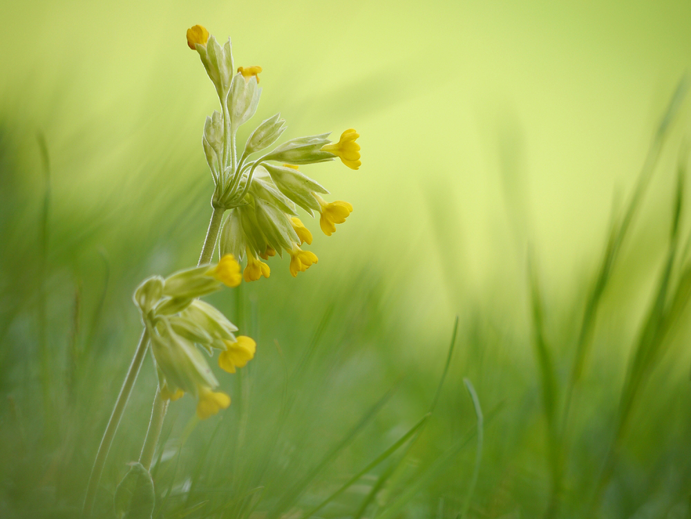 Echte Schlüsselblume 