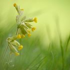 Echte Schlüsselblume 