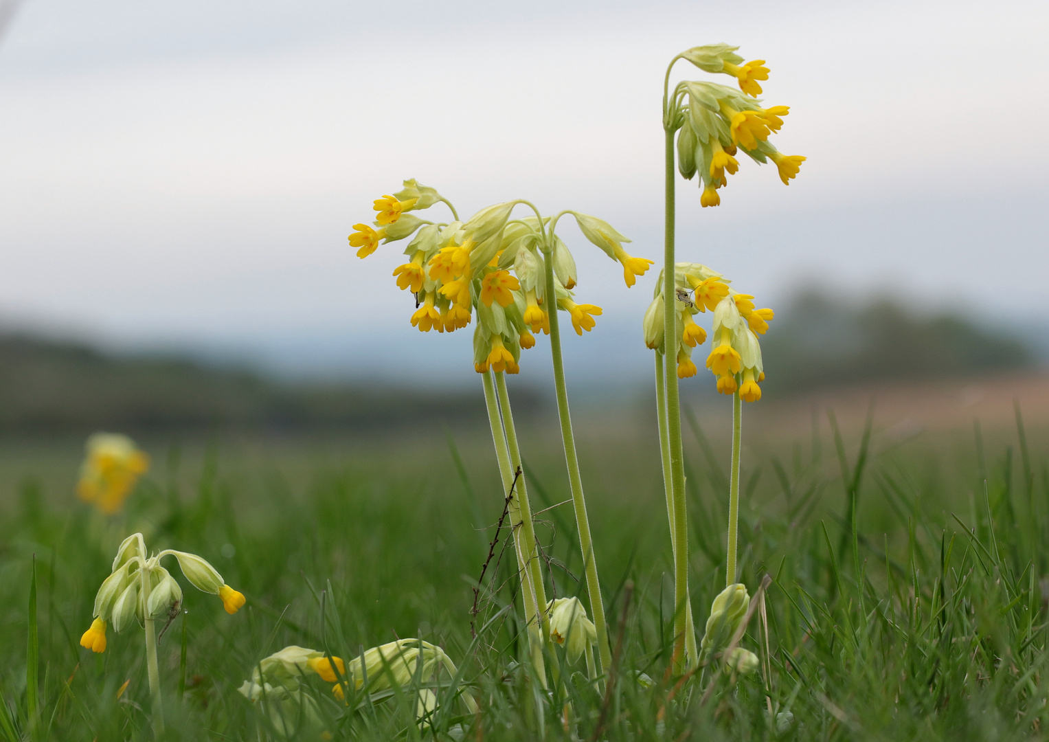 Echte Schlüsselblume