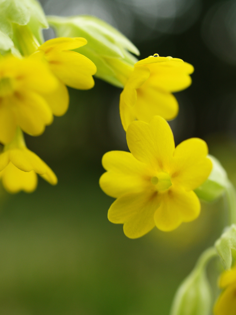 Echte Schlüsselblume