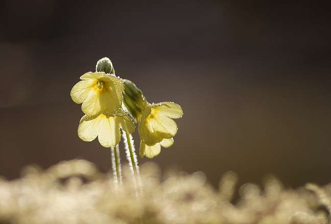 Echte Schlüsselblume