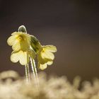 Echte Schlüsselblume