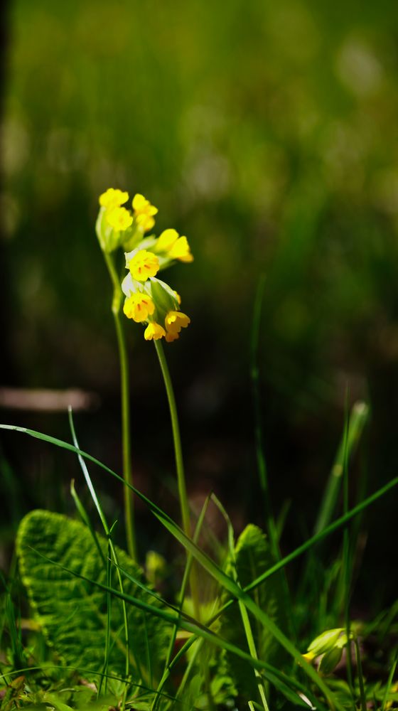 Echte Schlüsselblume