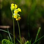 Echte Schlüsselblume