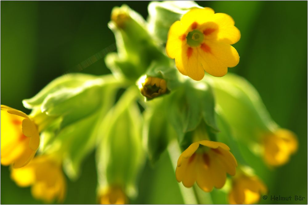 Echte SChlüsselblume