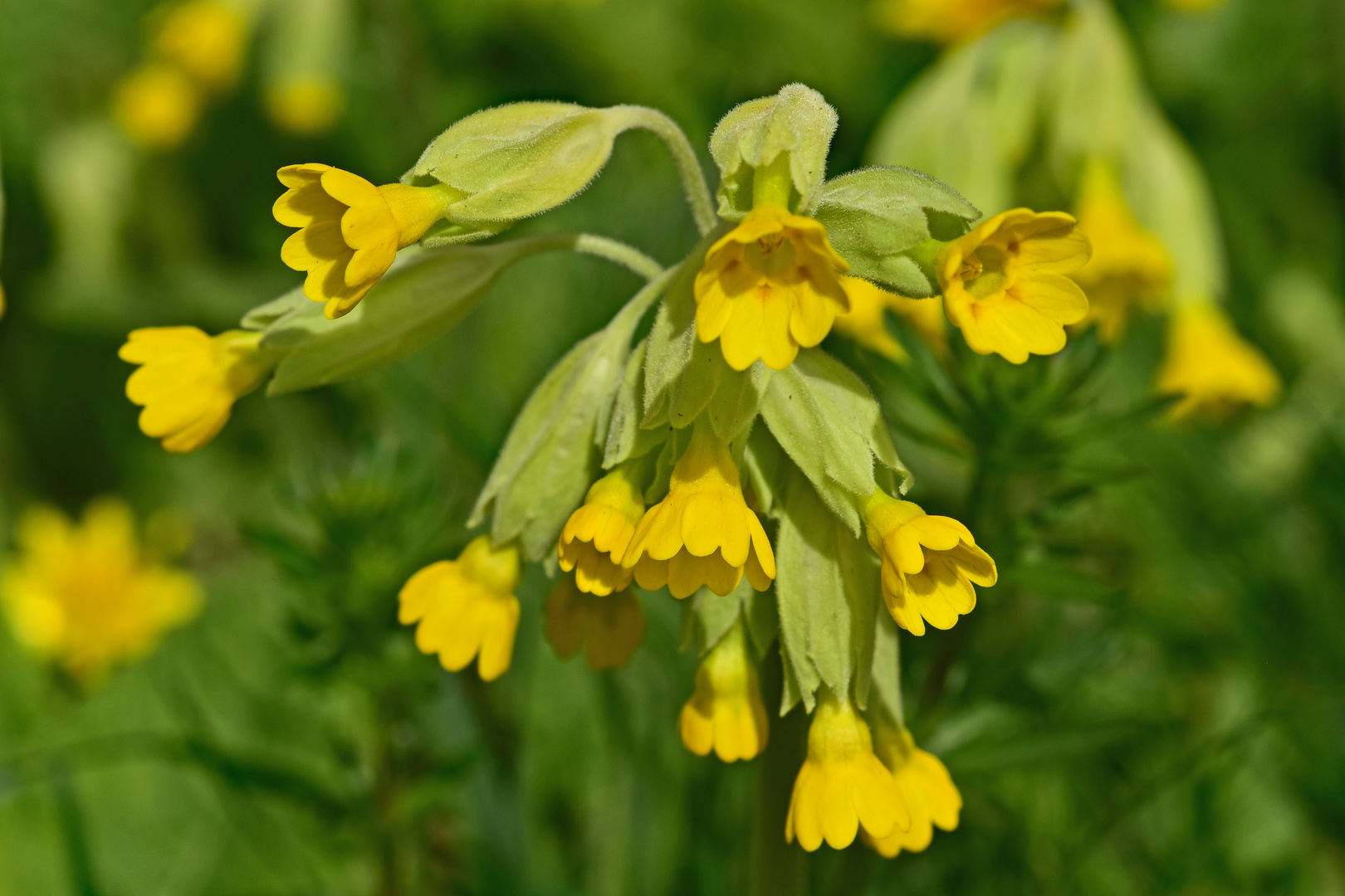 Echte Schlüsselblume