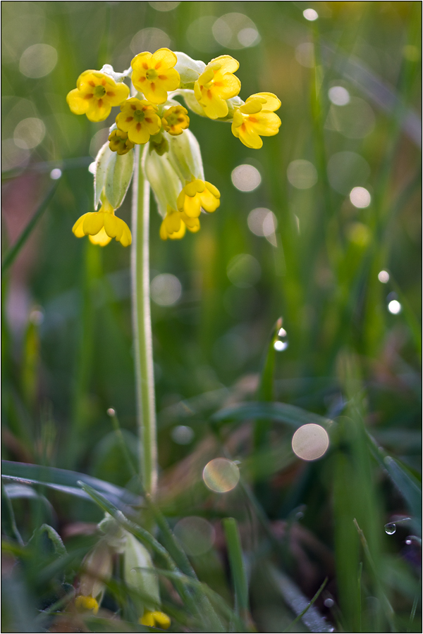 Echte Schlüsselblume