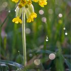 Echte Schlüsselblume