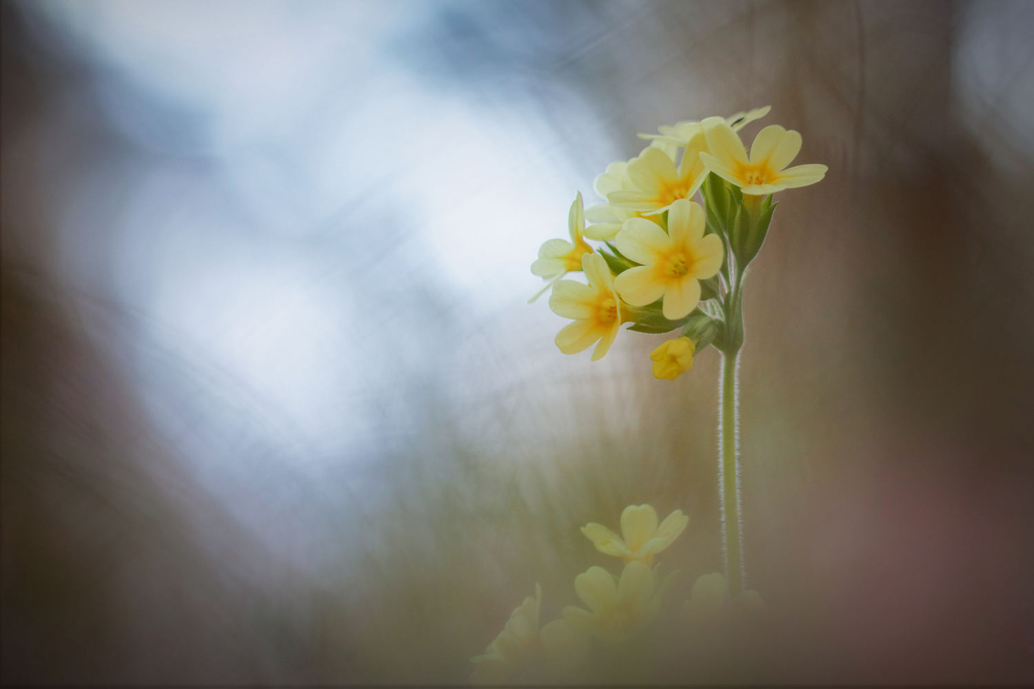 Echte Schlüsselblume