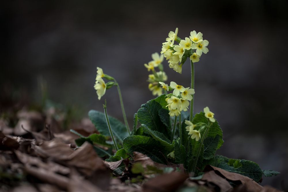 Echte Schlüsselblume