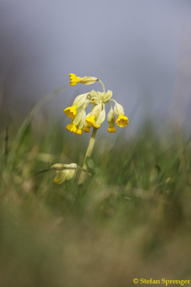 Echte Schlüsselblume