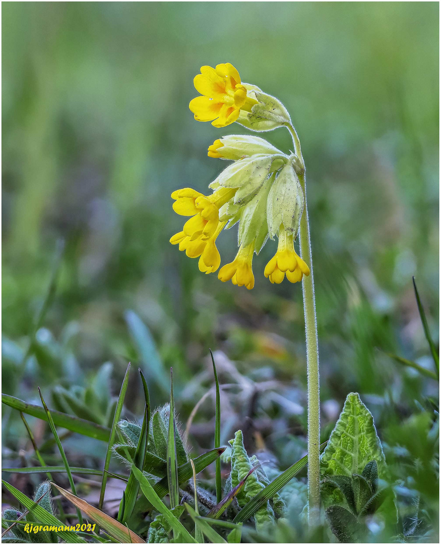 echte schlüsselblume (primula veris) ....