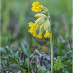 echte schlüsselblume (primula veris) ....