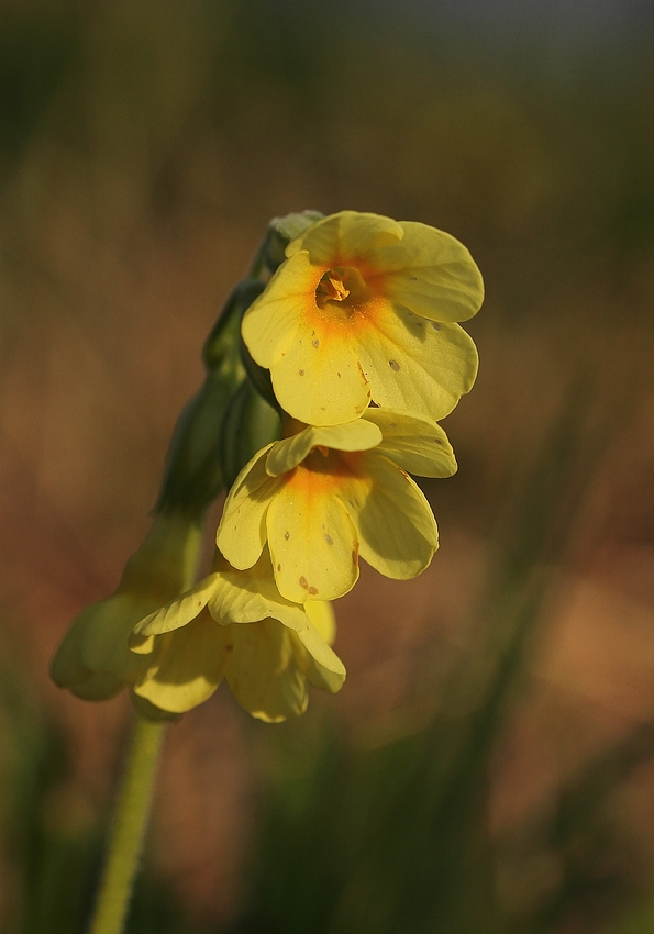 Echte Schlüsselblume (Primula veris)