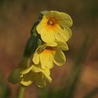 Echte Schlüsselblume (Primula veris)