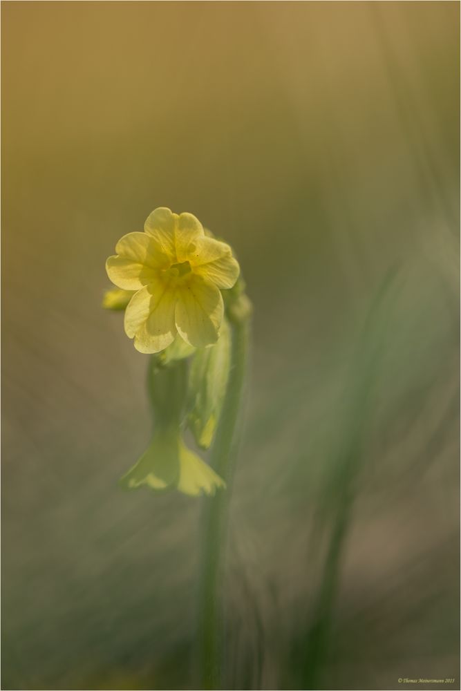 Echte Schlüsselblume (Primula veris)...