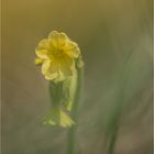 Echte Schlüsselblume (Primula veris)...