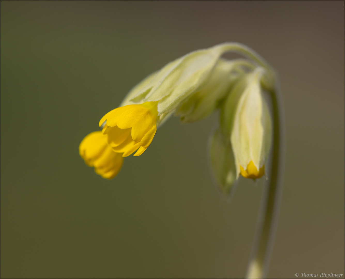 Echte Schlüsselblume (Primula veris) ..