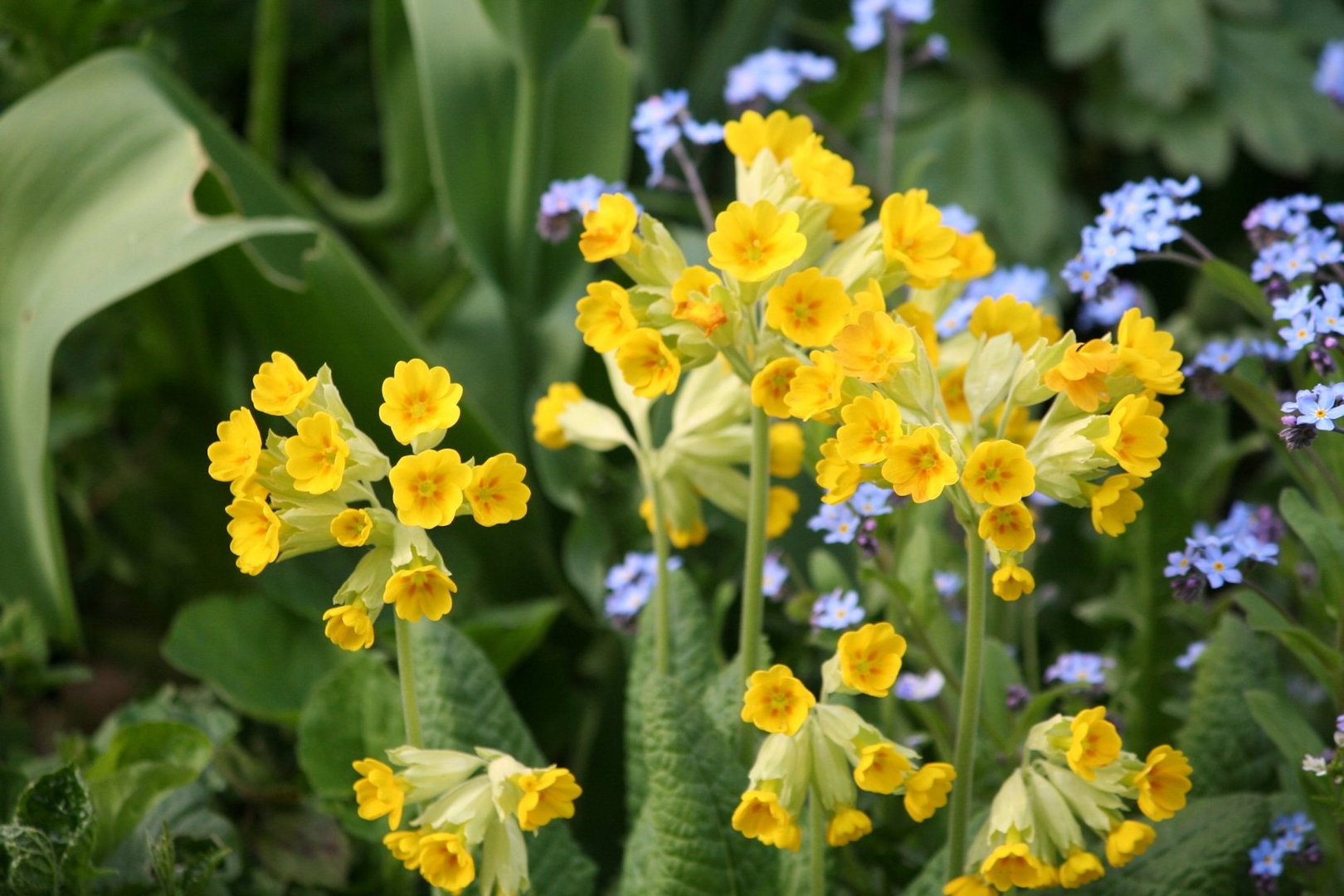 Echte Schlüsselblume (Primula veris) Foto & Bild natur, blüten
